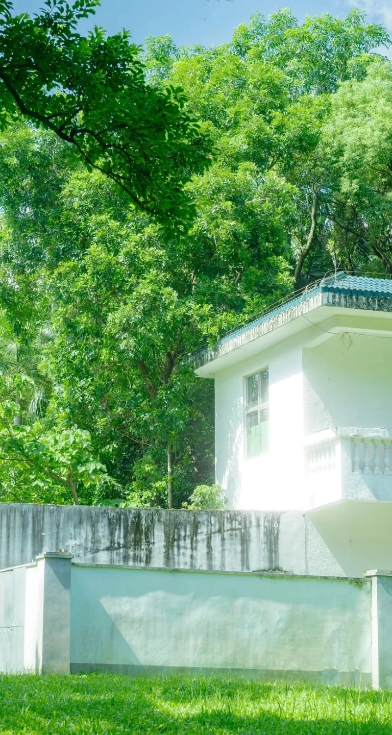 Hình nền cây xanh phong cảnh tươi đẹp