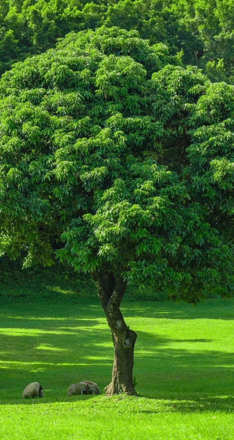 Ảnh nền điện thoại cây xanh đẹp nhất