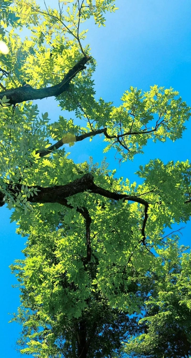 Hình nền cây xanh mướt, sống động