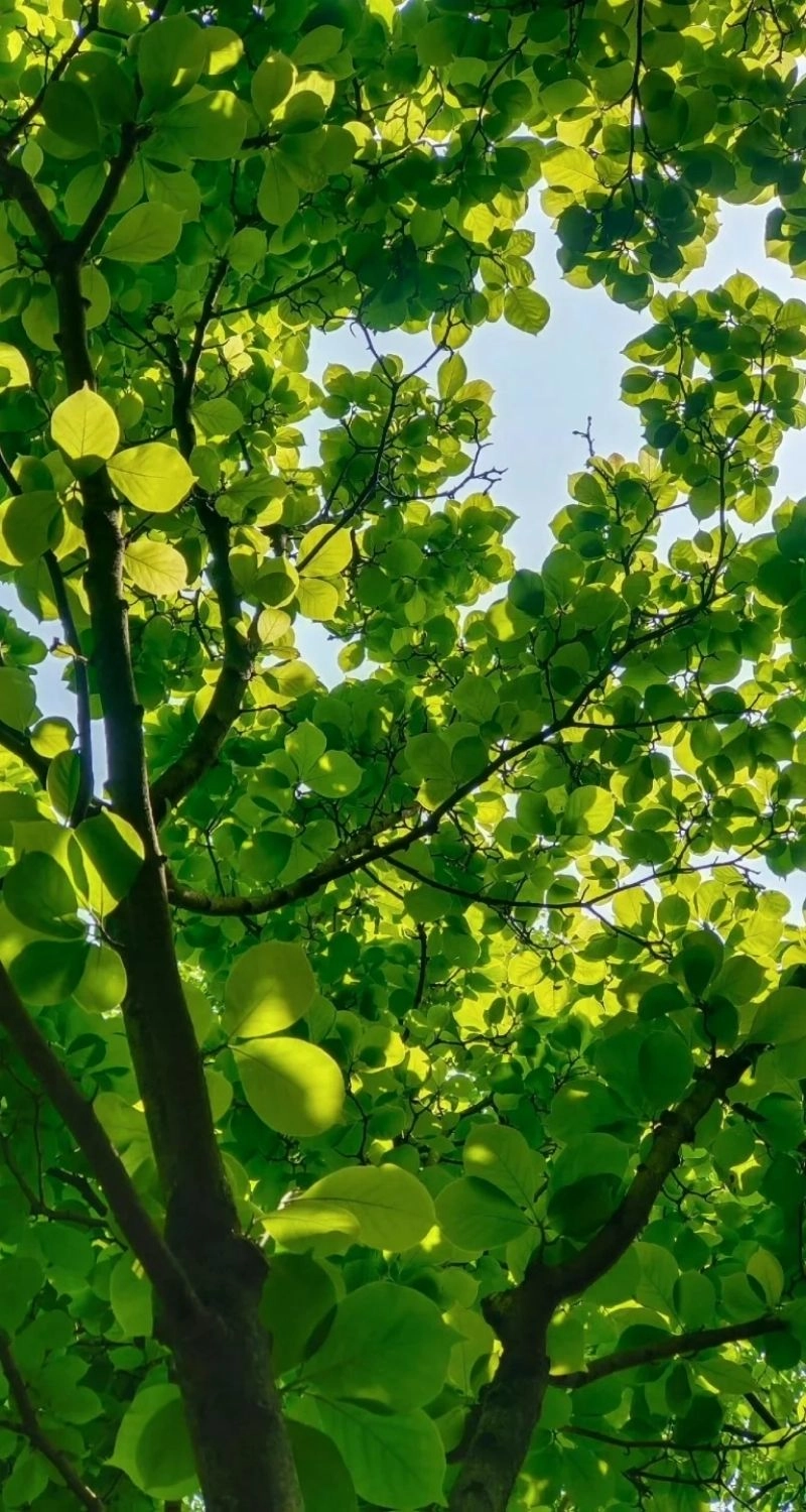 Wallpaper cây xanh thiên nhiên ấn tượng