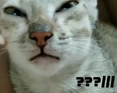 Xem ngay 184+ ảnh meme mèo huh biểu cảm cạn lời gây bão mạng
