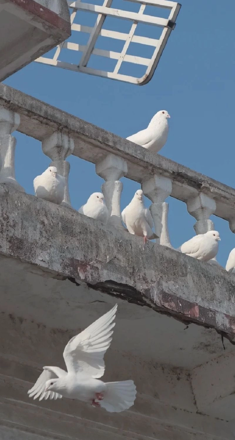 wallpaper bồ câu trắng thanh thoát