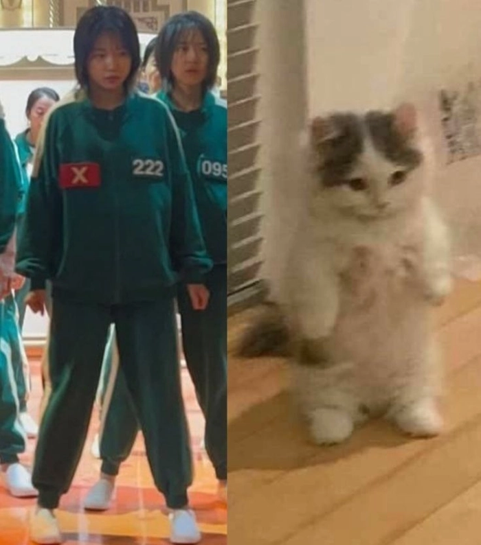 Squid Game 456 meme nổi bật