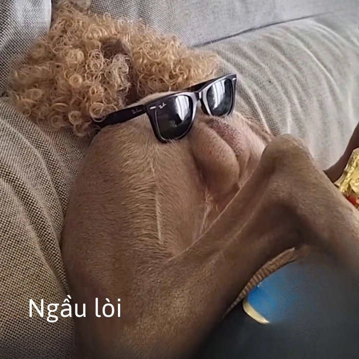 ảnh chế meme