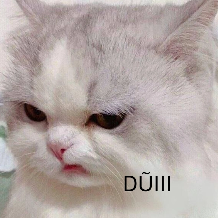 ảnh động vật meme cute