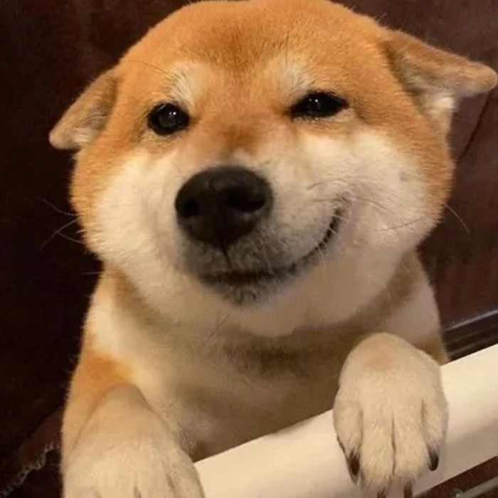 ảnh động vật meme