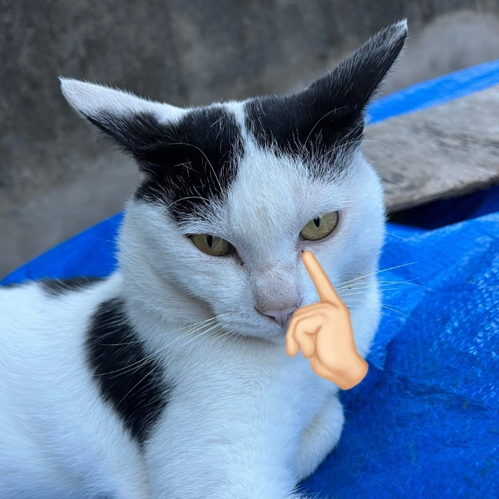 ảnh mèo meme suy ngẫm