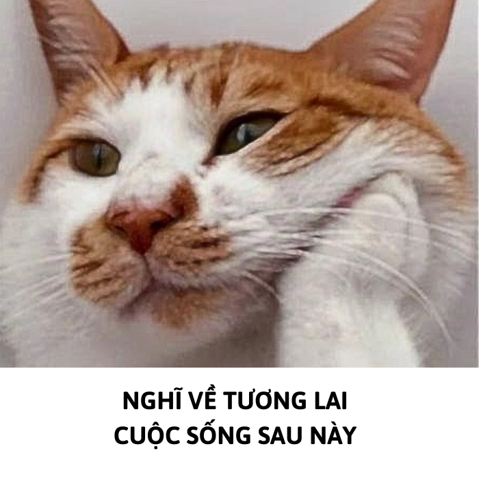 ảnh mèo meme suy tư