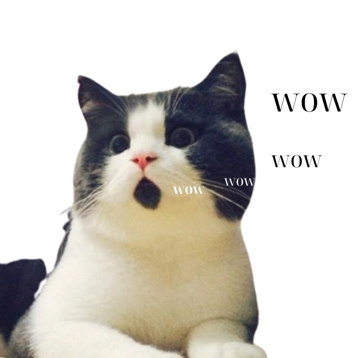 ảnh mèo ngạc nhiên meme