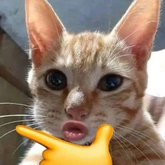 động vật meme chế