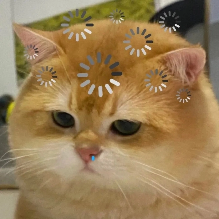 động vật meme đáng yêu