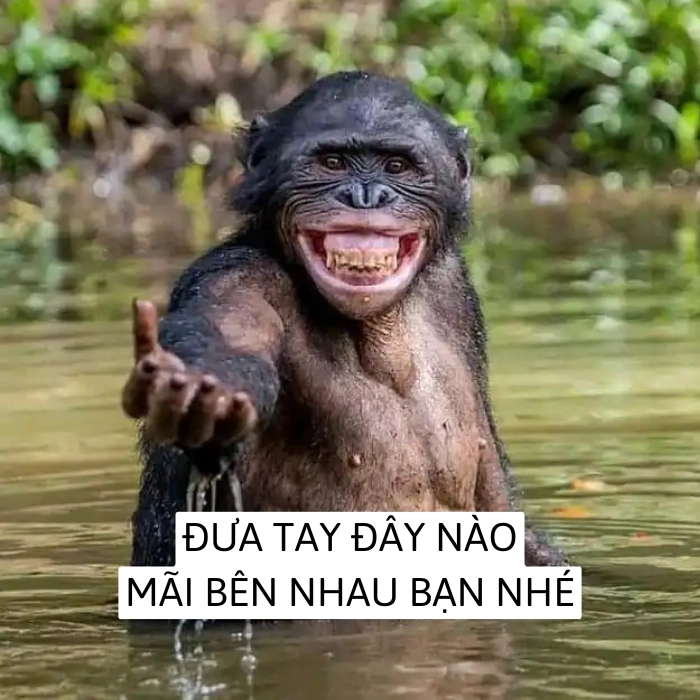 động vật meme hài bựa