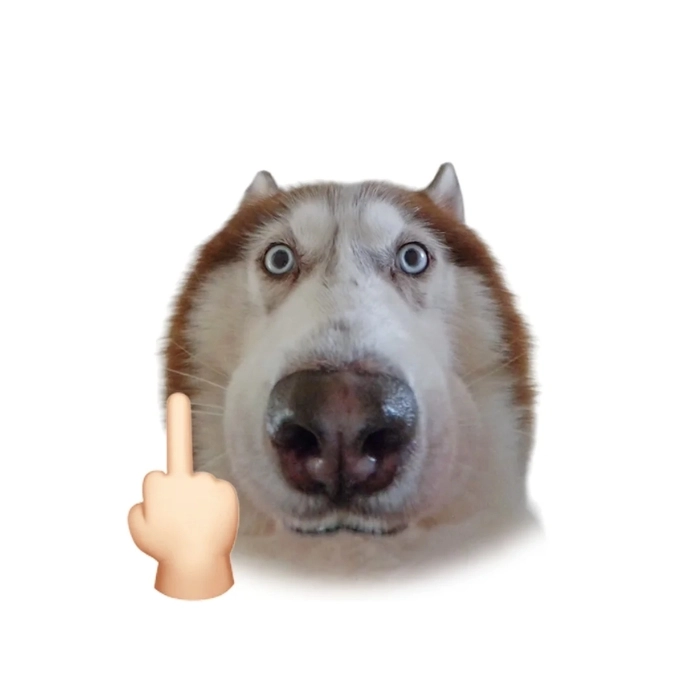 hình ảnh meme động vật bố láo