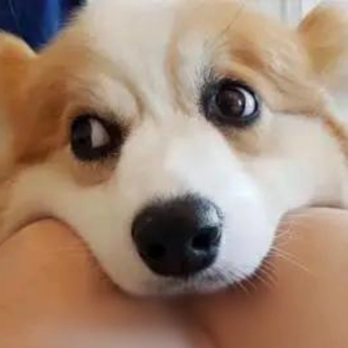 hình ảnh meme động vật buồn