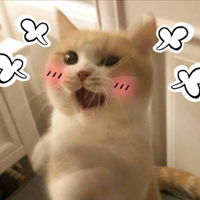 hình ảnh meme động vật cute