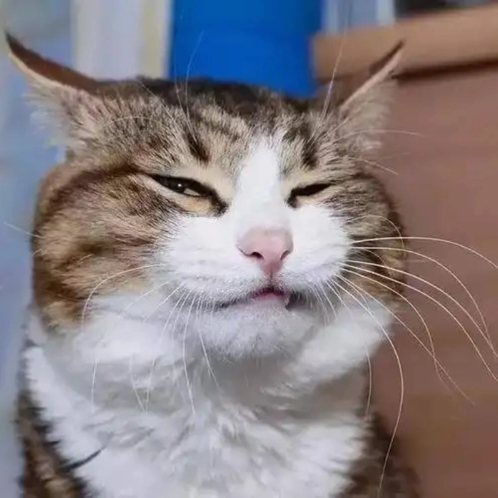 hình ảnh meme động vật hài hước
