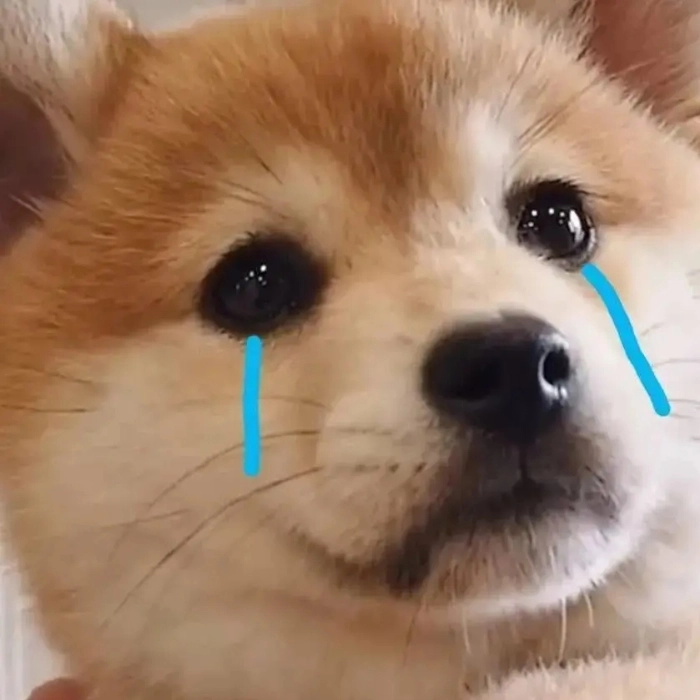hình ảnh meme động vật khóc
