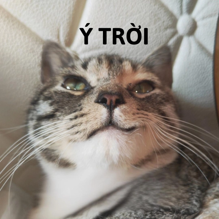 hình ảnh ý trời meme mèo