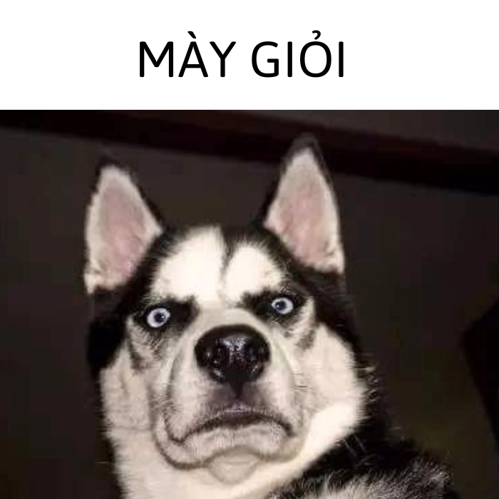 hình meme động vật