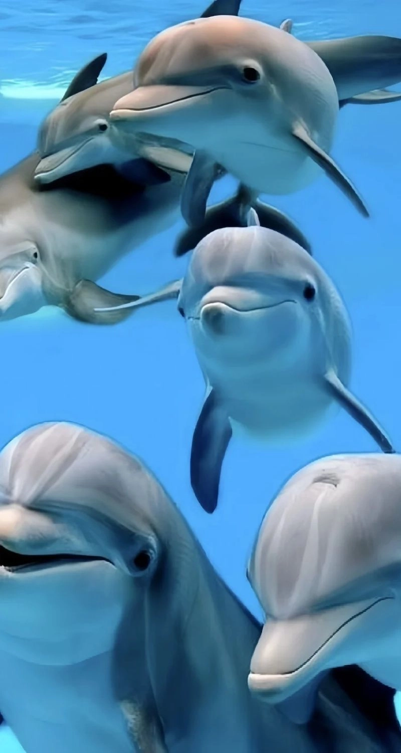Hình nền cá heo mũm mĩm