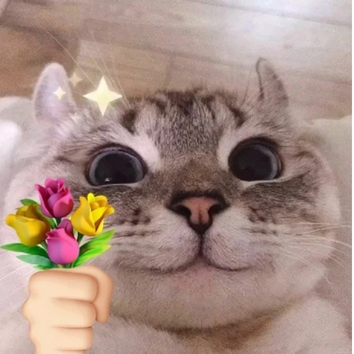 meme động vật dễ thương