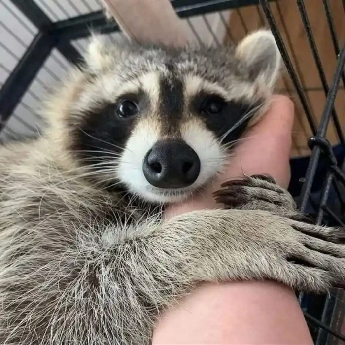 meme động vật hài hước cute