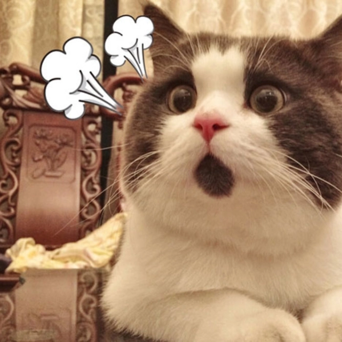 meme ngạc nhiên mèo cute