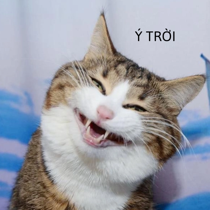 meme ý trời chế bá đạo