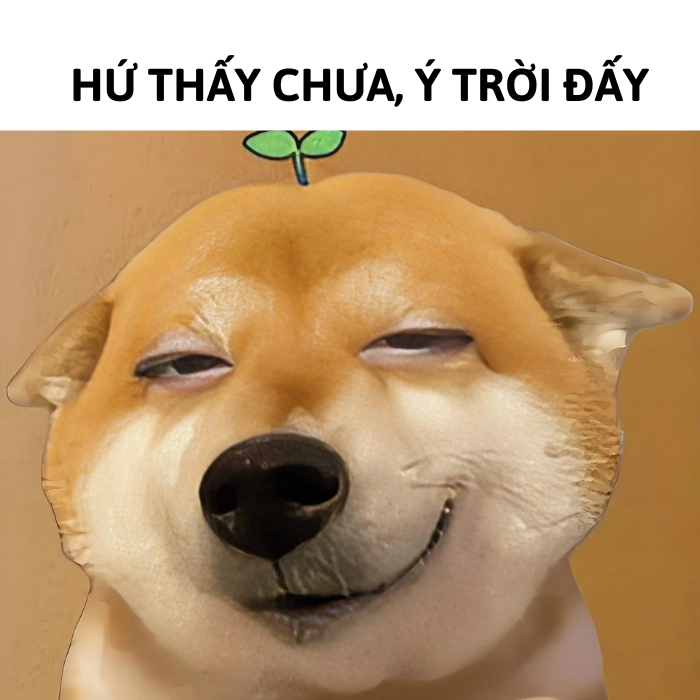 meme ý trời gây cười