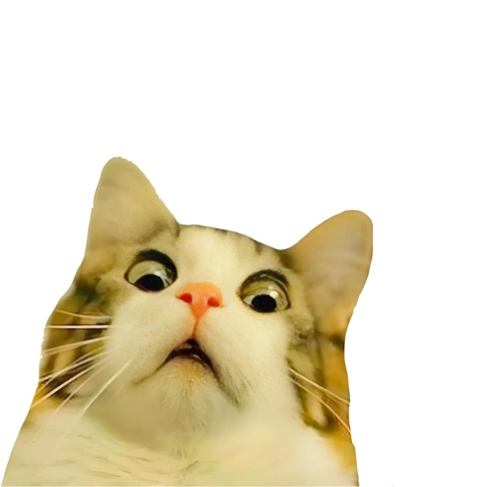 mèo ngạc nhiên meme chế