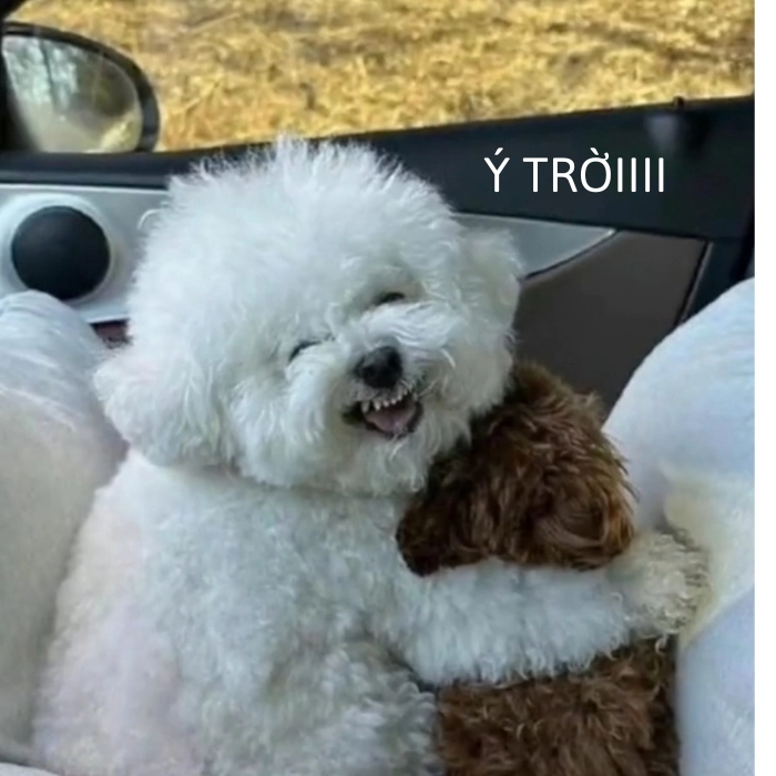 ý trời meme cực chất
