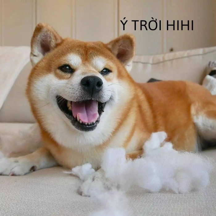 ý trời meme cực hài