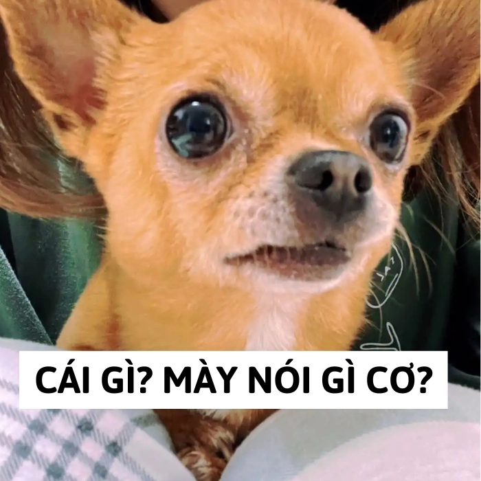 Chihuahua meme bá đạo