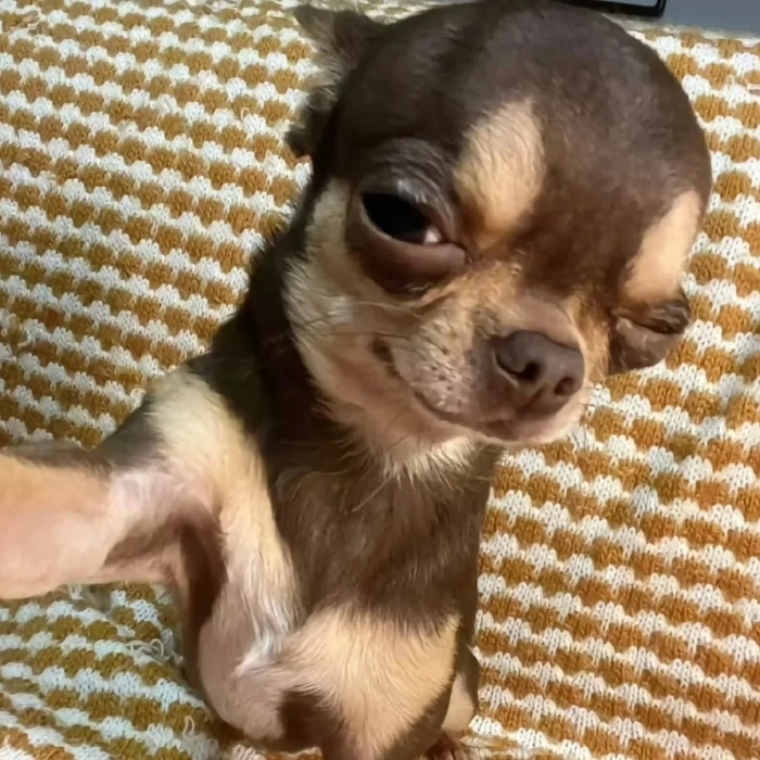 Chihuahua meme biểu cảm dễ thương