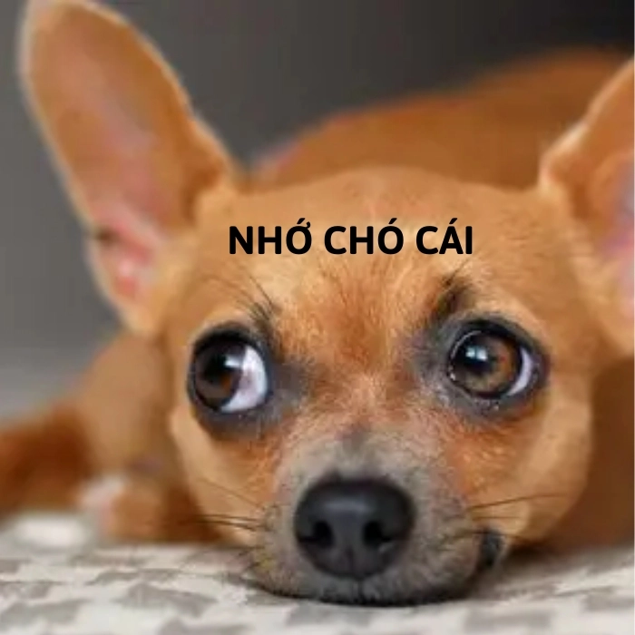 Chihuahua meme chán đời