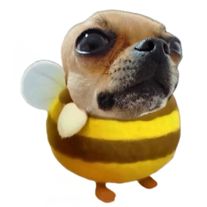Chihuahua meme hài