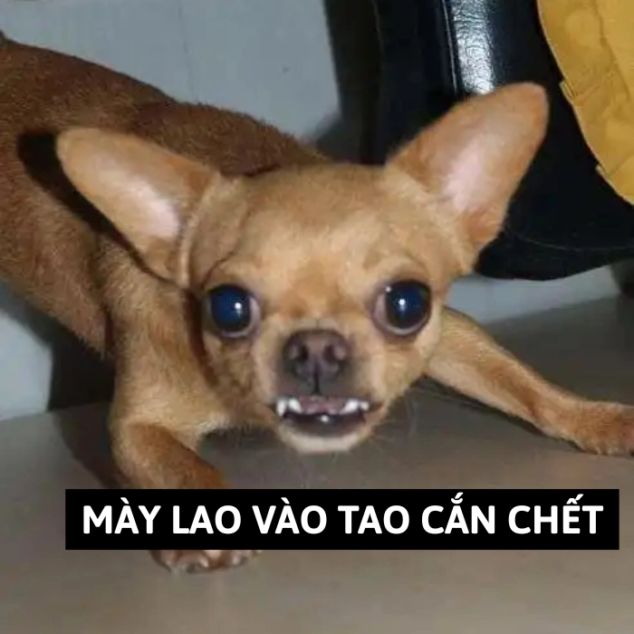 Chihuahua meme khó chịu