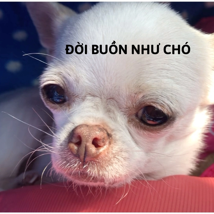Chihuahua meme mặt hài