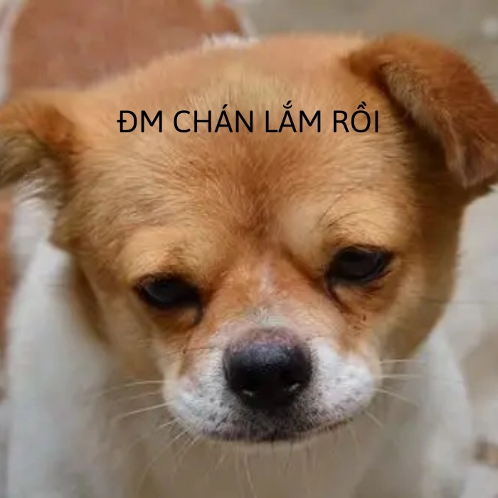 Chó chihuahua meme buồn ngủ