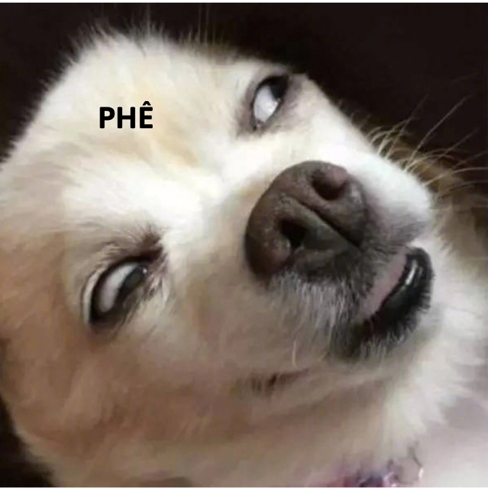 Chó chihuahua meme cute