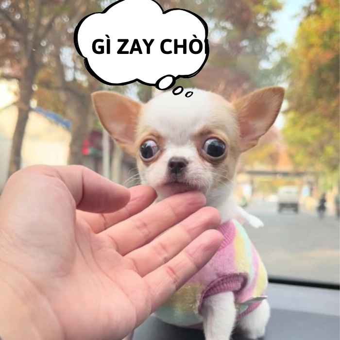 Chó chihuahua meme gắt