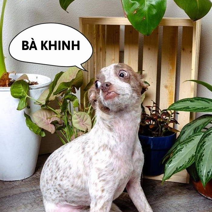 Chó chihuahua meme lầy