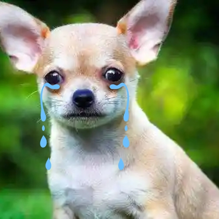 Chó chihuahua meme troll