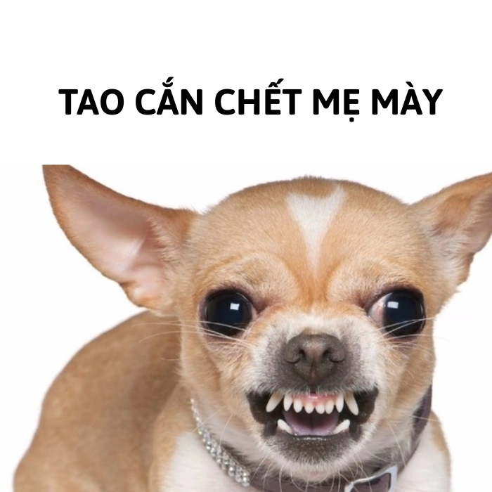 Meme chihuahua bị chơi khăm
