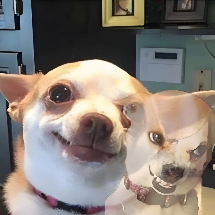 Meme chihuahua biểu cảm