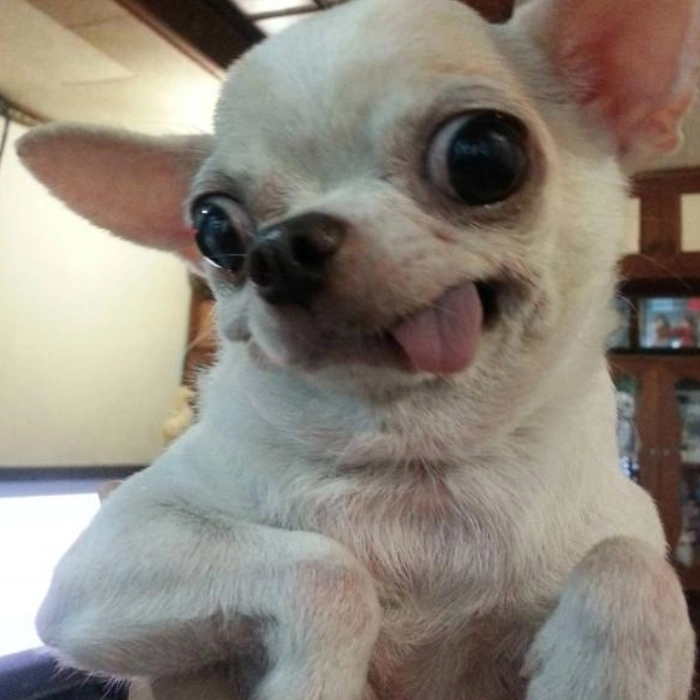 Meme chihuahua đang sốc