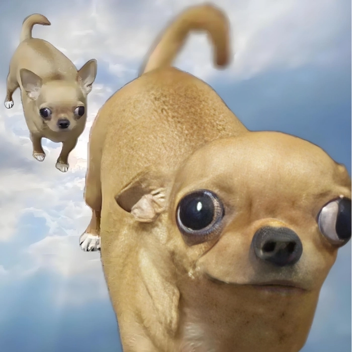 Meme chihuahua đáng yêu