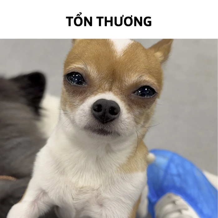 Meme chihuahua dỗi nhẹ
