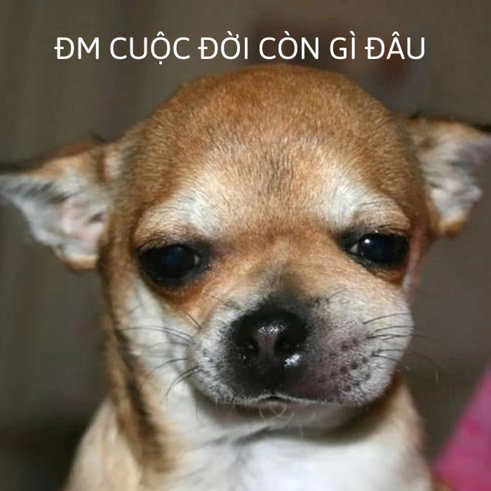 Meme chihuahua giận dữ