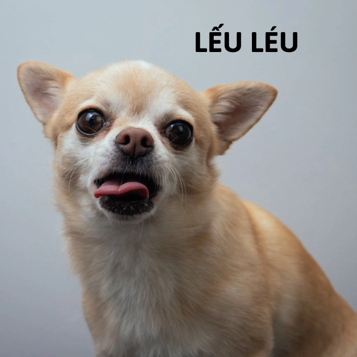 Meme chihuahua hài hước